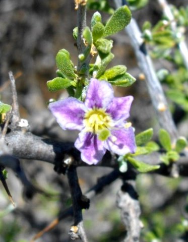 Lycium hirsutum flower
