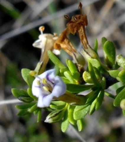 Lycium horridum flower