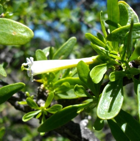 Lycium horridum flower