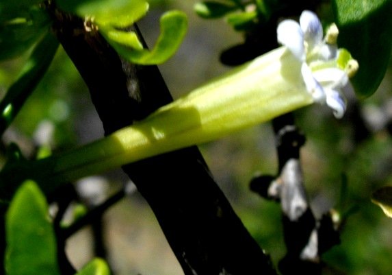 Lycium horridum flower