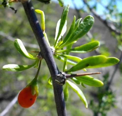 Lycium horridum leaves and fruit