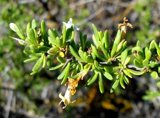 Lycium horridum