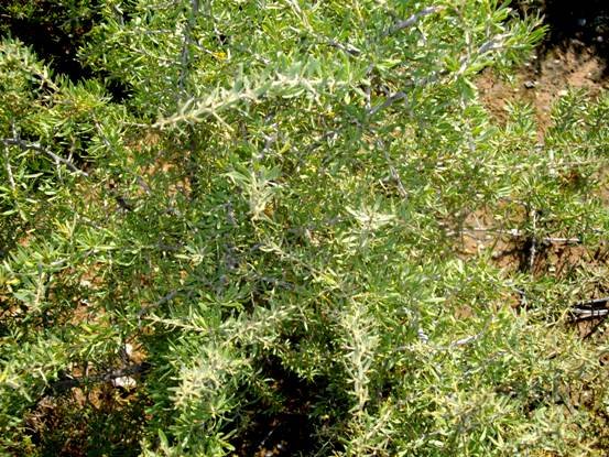 Lycium oxycarpum branches