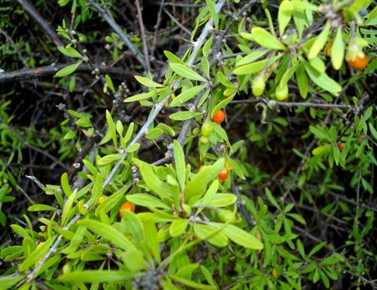 Lycium oxycarpum