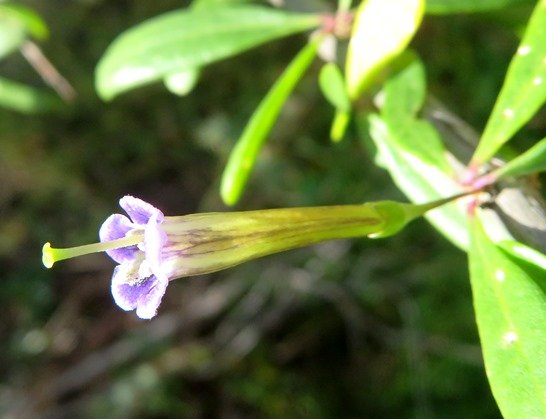 Lycium oxycarpum exserted style