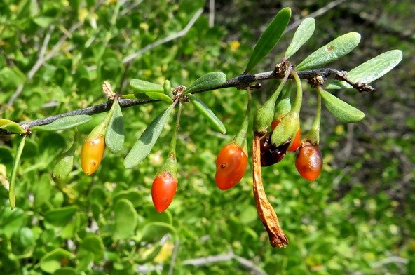 Lycium oxycarpum fruit colours