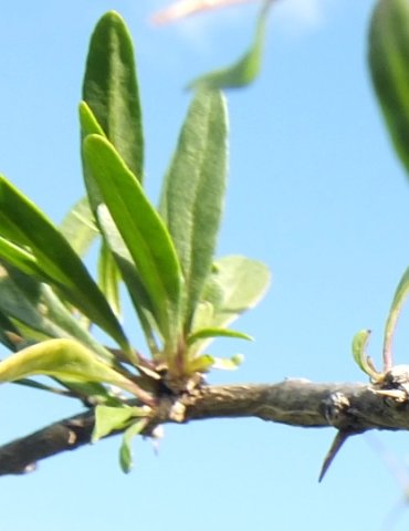 Lycium oxycarpum old branch