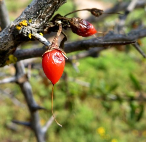 Lycium oxycarpum tail growing a tale