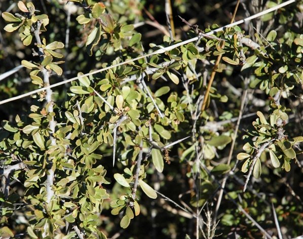 Lycium leaves