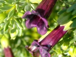 Lycium afrum flower tubes