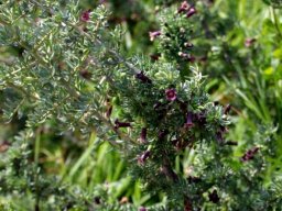 Lycium afrum short side-branchlets