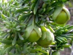 Lycium afrum green fruit