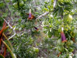 Lycium afrum young growth