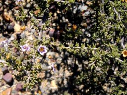 Lycium cinereum leaves
