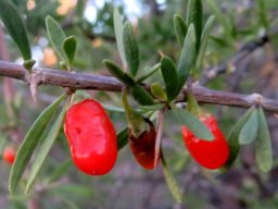 Lycium cinereum fruit