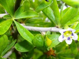 Lycium ferocissimum flower 