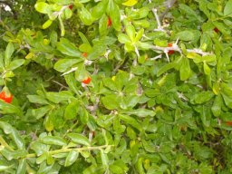 Lycium ferocissimum showing red fruit and white spines