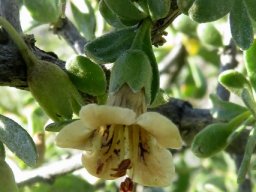 Lycium ferocissimum flower discoloured