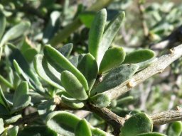 Lycium ferocissimum leaves
