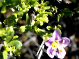 Lycium hirsutum