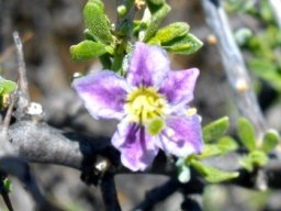Lycium hirsutum flower