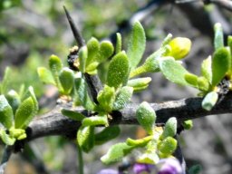 Lycium hirsutum leaves and a spine