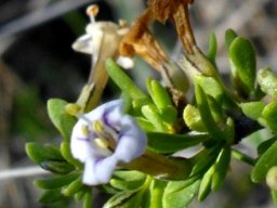 Lycium horridum flower