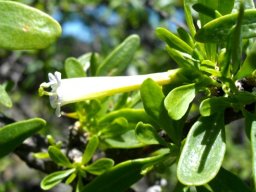 Lycium horridum flower