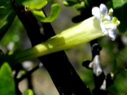 Lycium horridum flower