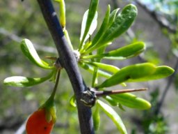 Lycium horridum leaves and fruit