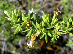 Lycium horridum