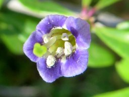 Lycium oxycarpum flower front