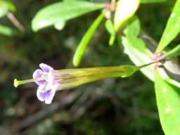 Lycium oxycarpum exserted style