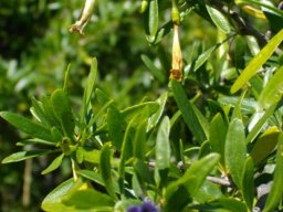 Lycium oxycarpum old and young flowers