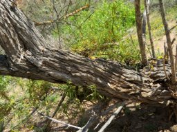 Lycium oxycarpum big stem