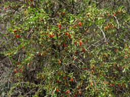 Lycium oxycarpum fully decorated