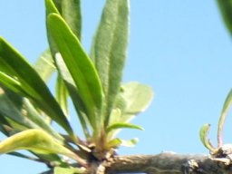 Lycium oxycarpum old branch
