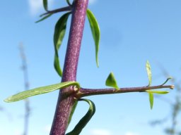 Lycium oxycarpum young branchlets