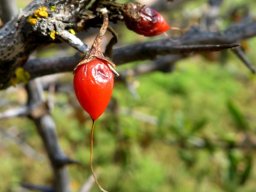 Lycium oxycarpum tail growing a tale