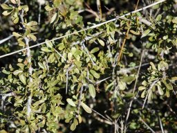 Lycium leaves