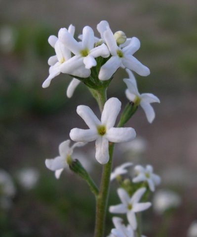 Manulea derustiana maybe