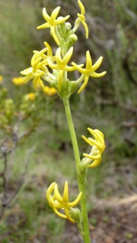 Manulea platystigma
