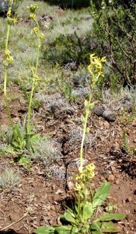 Manulea platystigma