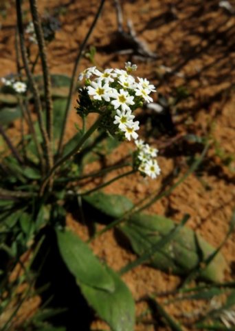 Manulea praeterita leaves