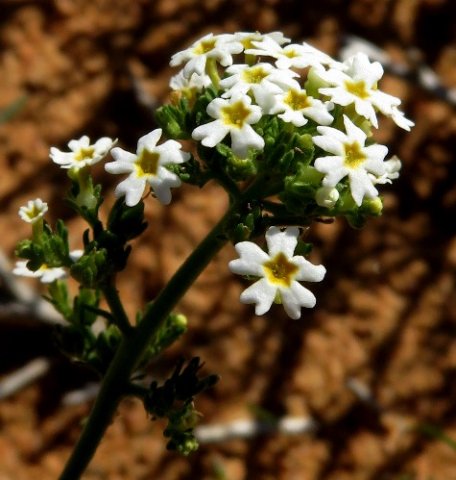 Manulea praeterita flowers