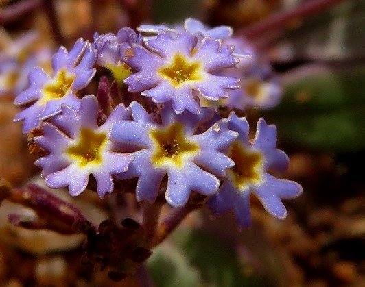 Manulea silenoides flowers