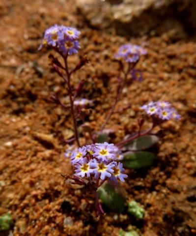 Manulea silenoides