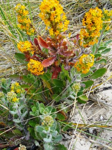 Manulea tomentosa