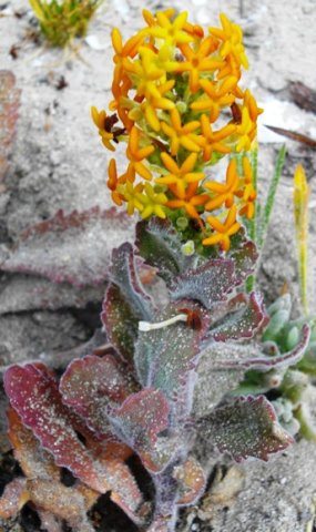 Manulea tomentosa flowering