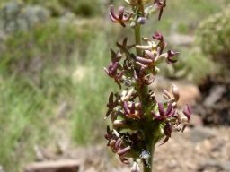 Manulea crassifolia subsp. thodeana